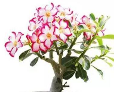 沙漠玫瑰的藥用價值？沙漠玫瑰的種植方法？【圖】