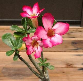 沙漠玫瑰的藥用價值？沙漠玫瑰的種植方法？【圖】