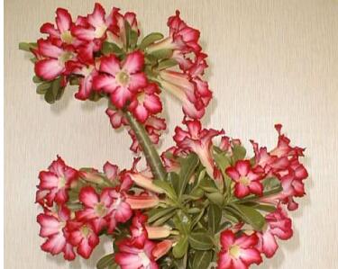 沙漠玫瑰的藥用價值？沙漠玫瑰的種植方法？【圖】