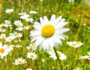 雛菊的花語是什么？雛菊的栽培技術？【圖】