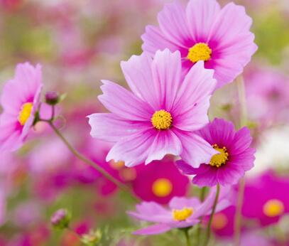 雛菊的花語是什么？雛菊的栽培技術？【圖】