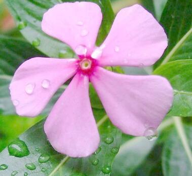 長春花的養殖方法？長春花的花語？【圖】