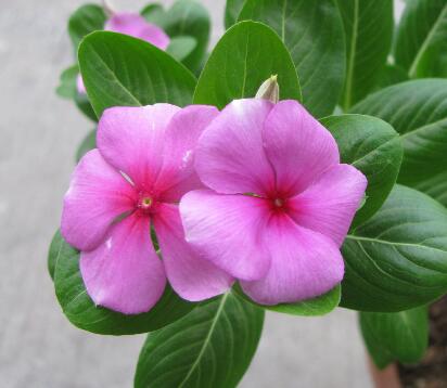 長春花的養殖方法？長春花的花語？【圖】