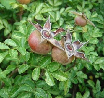 金櫻子的相關配伍？金櫻子的生理特性？【圖】