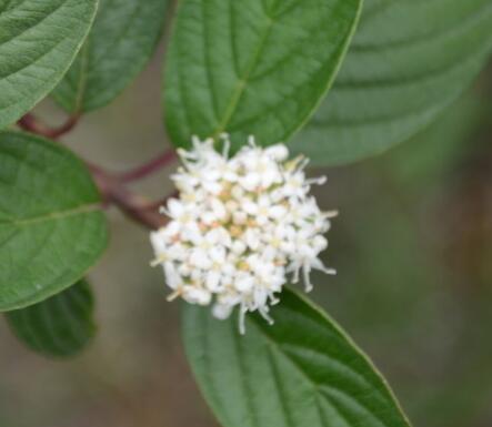 紅瑞木的功效與作用？紅瑞木的繁殖方法 ？【圖】