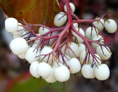 紅瑞木的功效與作用？紅瑞木的繁殖方法 ？【圖】