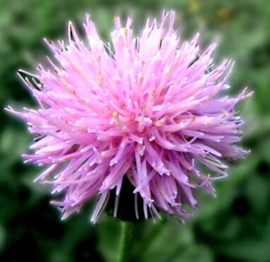 刺兒菜的栽培方法？刺兒菜的形態特征？【圖】