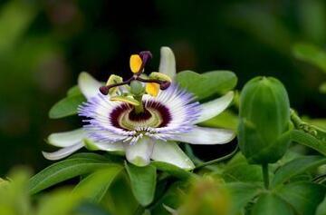 西番蓮的功效和作用？西番蓮果怎么吃？【圖】