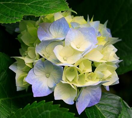 八仙花的繁殖方法？八仙花的花語？【圖】