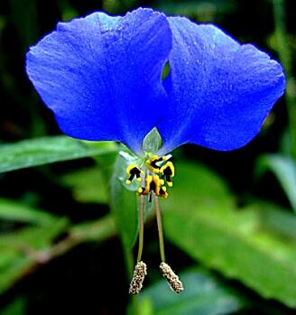 蝴蝶花的形態特征？蝴蝶花的繁殖培育？【圖】