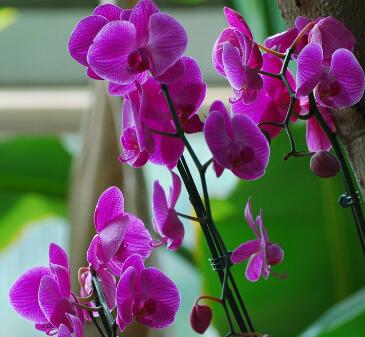 蝴蝶花的形態特征？蝴蝶花的繁殖培育？【圖】