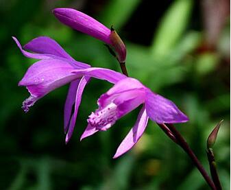 白芨的形態特征？白芨的栽培技術？【圖】