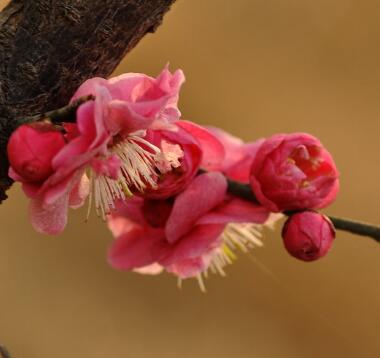 杏花的園林觀賞？杏花的栽培要點？【圖】