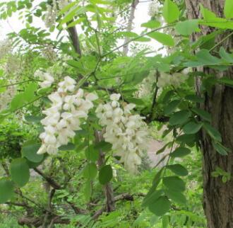 國槐和洋槐的區(qū)別？杏花的栽培要點？【圖】