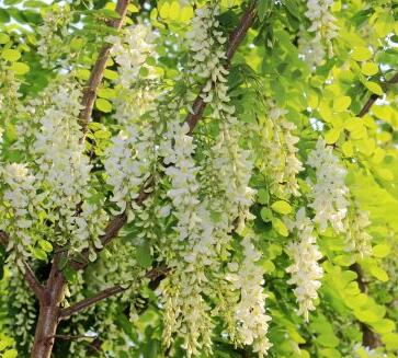 國槐和洋槐的區(qū)別？杏花的栽培要點？【圖】