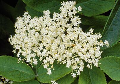 接骨木的功效與作用？接骨木的繁殖方法？【圖】