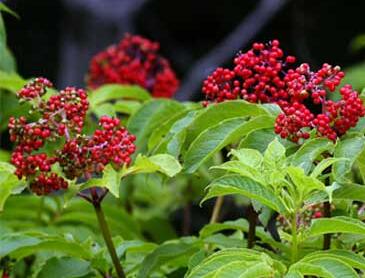 接骨木的功效與作用？接骨木的繁殖方法？【圖】