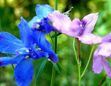 飛燕草和大花飛燕草的區別？小編給您說道說道！【圖】