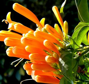 炮仗花有毒嗎？炮仗花致癌？不可道聽(tīng)途說(shuō)！【圖】