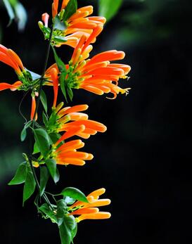 炮仗花有毒嗎？炮仗花致癌？不可道聽(tīng)途說(shuō)！【圖】