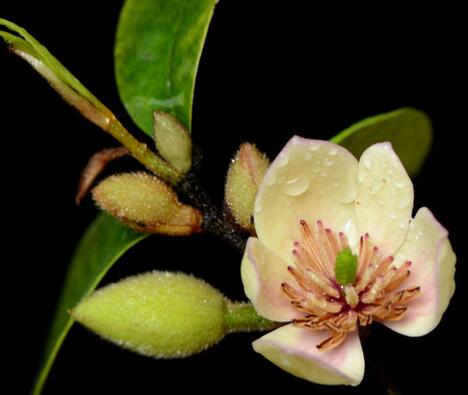 含笑花為什么偷不得？含笑花的花期？【圖】