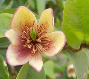 含笑花為什么偷不得？含笑花的花期？【圖】