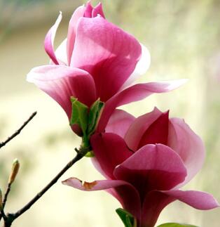 紫玉蘭的栽培要點？紫玉蘭的藥用價值？【圖】