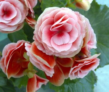 麗格海棠葉子邊緣干枯怎么辦？小編出招！【圖】