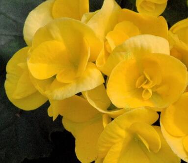 麗格海棠葉子邊緣干枯怎么辦？小編出招！【圖】