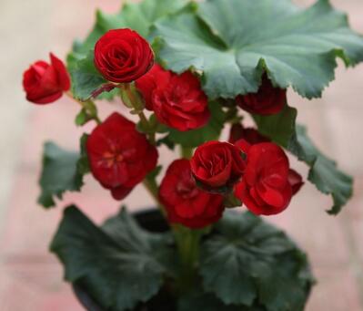 麗格海棠葉子邊緣干枯怎么辦？小編出招！【圖】