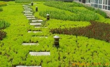 治理霧霾新主張！樓頂種植佛甲草！【圖】