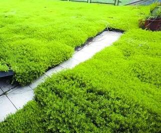 治理霧霾新主張！樓頂種植佛甲草！【圖】