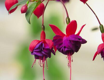 倒掛金鐘的養(yǎng)殖方法？倒掛金鐘花圖片？【圖】