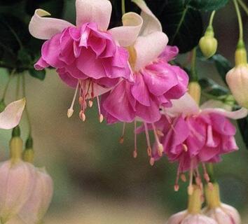 倒掛金鐘的養(yǎng)殖方法？倒掛金鐘花圖片？【圖】