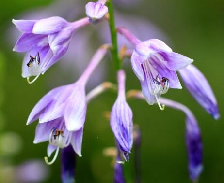 玉簪花哪個品種好？業內人士告訴你【圖】