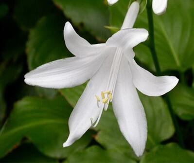 玉簪花哪個品種好？業內人士告訴你【圖】