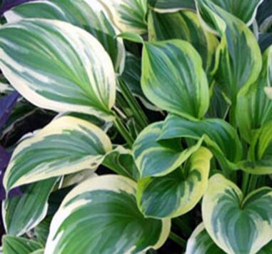 玉簪花哪個品種好？業內人士告訴你【圖】