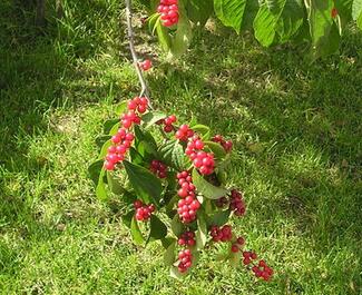 金銀木果實能吃嗎？金銀木與金銀花的區別【圖】