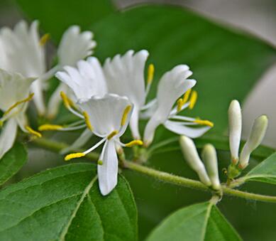 金銀木果實能吃嗎？金銀木與金銀花的區別【圖】