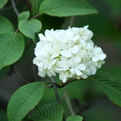 石楠花這么“污”為什么很多地方還要種？【圖】