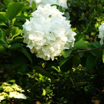 石楠花這么“污”為什么很多地方還要種？【圖】