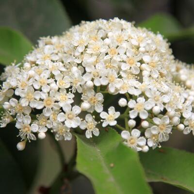 石楠花這么“污”為什么很多地方還要種？【圖】