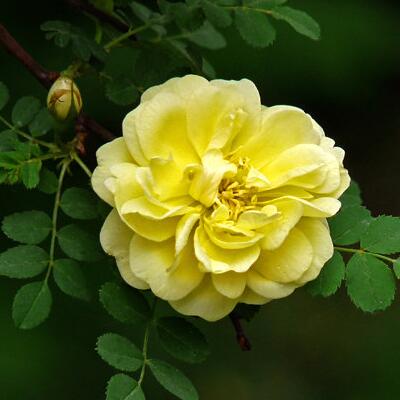 黃刺玫的繁殖方法？黃刺玫的病害防治【圖】