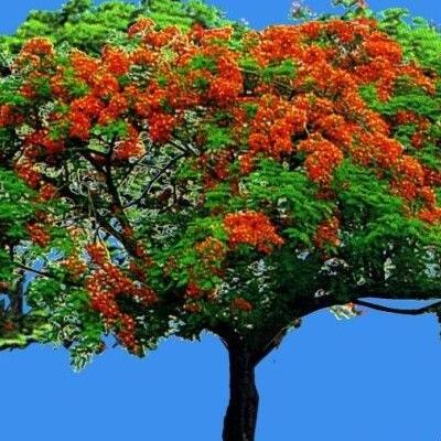 鳳凰木的栽培方法？鳳凰木圖片【圖】