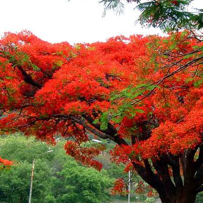 鳳凰木的栽培方法？鳳凰木圖片【圖】