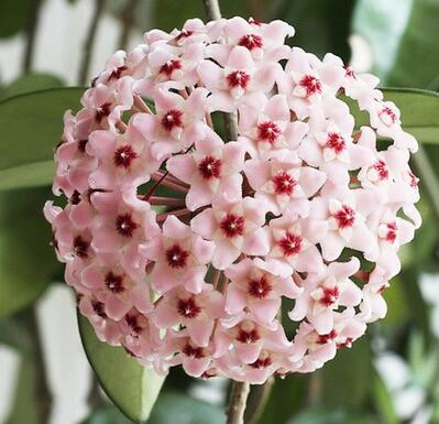 球蘭為什么不開花？球蘭的圖片【圖】