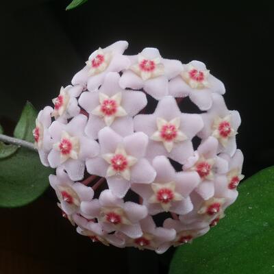 球蘭為什么不開花？球蘭的圖片【圖】