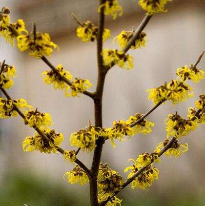 金縷梅的功效與作用？金縷梅的繁殖方法【圖】