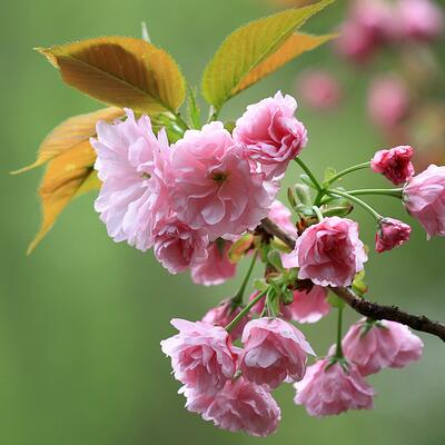 日本晚櫻的花期？日本晚櫻病害蟲防治【圖】