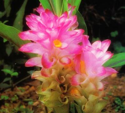 莪術的功效與作用？莪術的圖片【圖】